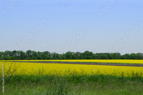 large field of yellow flowers