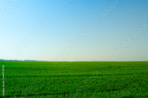 landscape, large green field, grass field under blue sky