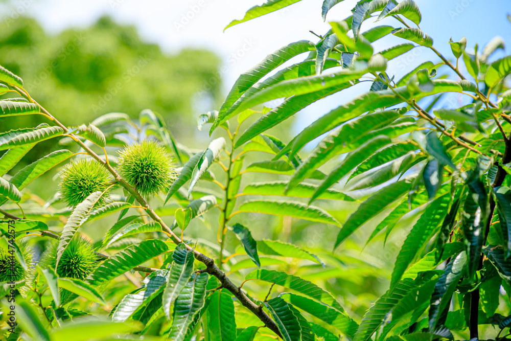 Obraz premium 栗の木 （緑色） 福智山ろく花公園 福岡県直方市 Chestnut tree (green)Fukuchisanroku Flower park Fukuoka-ken Nogata City