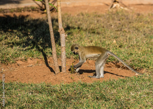 Photography The monkey feeds on the wild African savannah