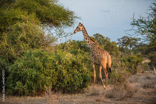 A giraffe among acacia trees in the wild African savannah
