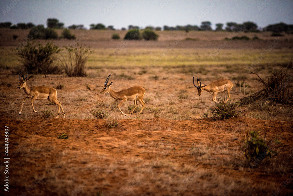 Thompson Gazelles running in the African savannah Thompson Gazelles running in the African savannah