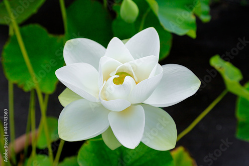                                                                      White Lotus flower Fukuchisanroku Flower park Fukuoka-ken Nogata City