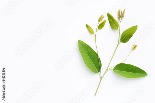 Eucalyptus leaves on white background. © Bowonpat