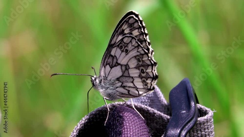 Close-up of a butterfly on a turist backpack, in this green summer meadow.
 photo
