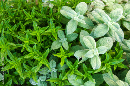 Fotografie Different types and varieties of mint grow in the garden