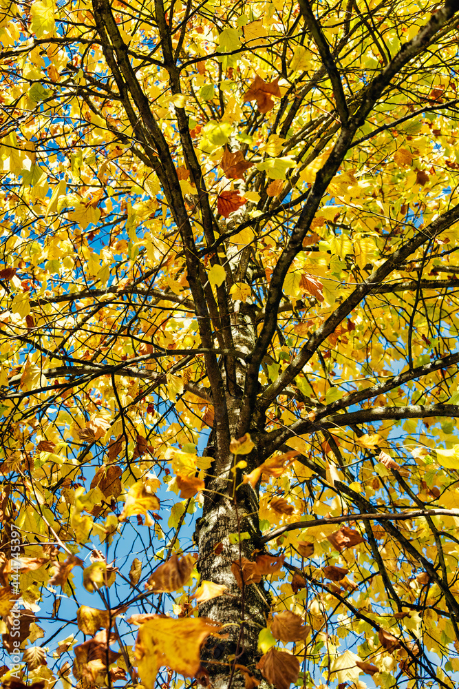 Yellow maple leaves lighted up with sun on autumn season Yellow maple leaves lighted up with sun on autumn season
