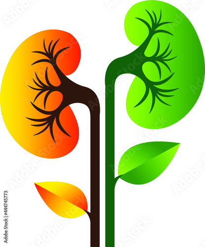Illustration art of a kidney plant logo with isolated background