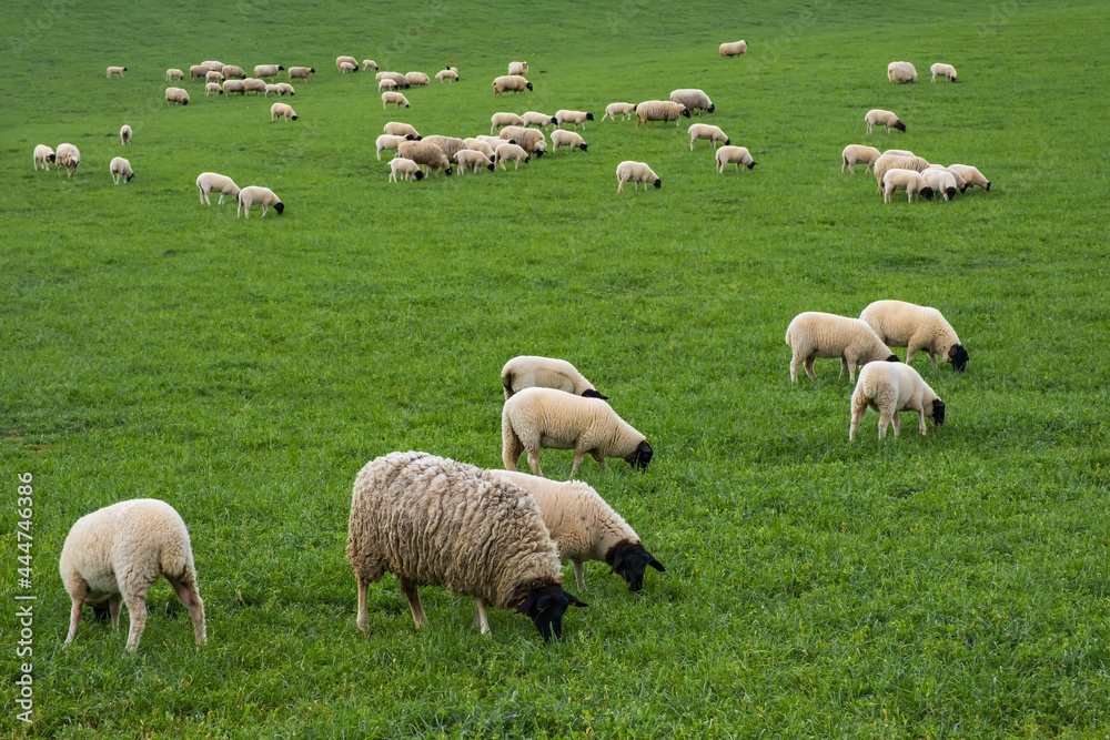 View of a herd of Rhön sheep grazing on a lush green pasture 