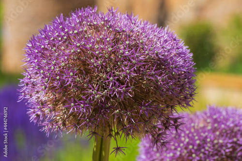 Fototapeta Naklejka Na Ścianę i Meble -  Macro of a beautifully blooming Allium giganteum on a sunny day outdoors 