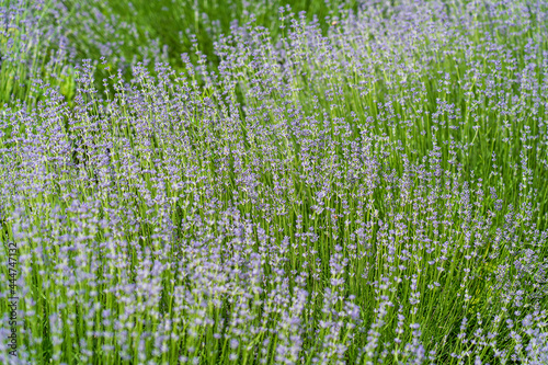 Lavender fields and macro flowers in summer  close up