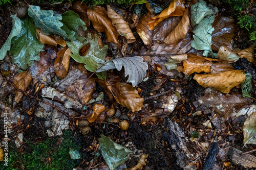 Waldboden nach dem Regen