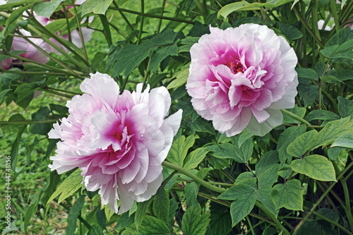 peony plant in bloom