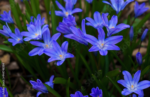 Blueflowers in spring photo