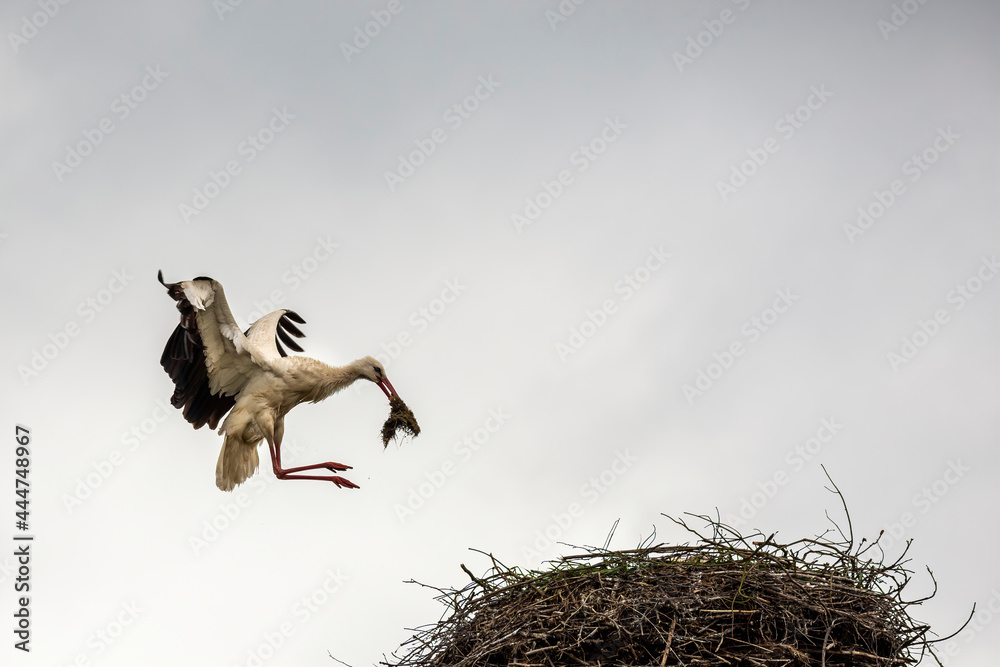 White stork landing on the nest