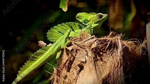 Green Basilisk - Basiliscus plumifrons also called the green basilisk, the double crested basilisk, or the Jesus Christ lizard, species of lizard in the family Corytophanidae, reptile resting on sun. photo