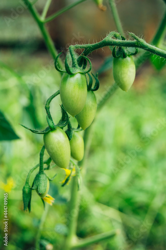 Green healthy tomatoes grow on a branch