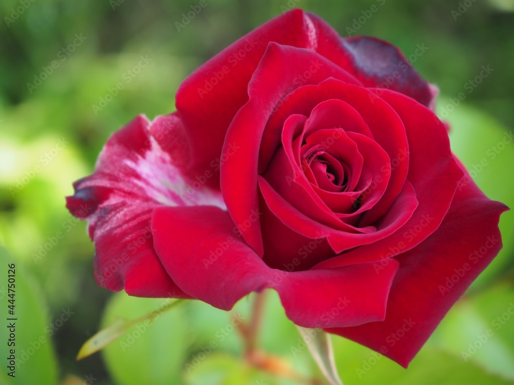 red rose red rose