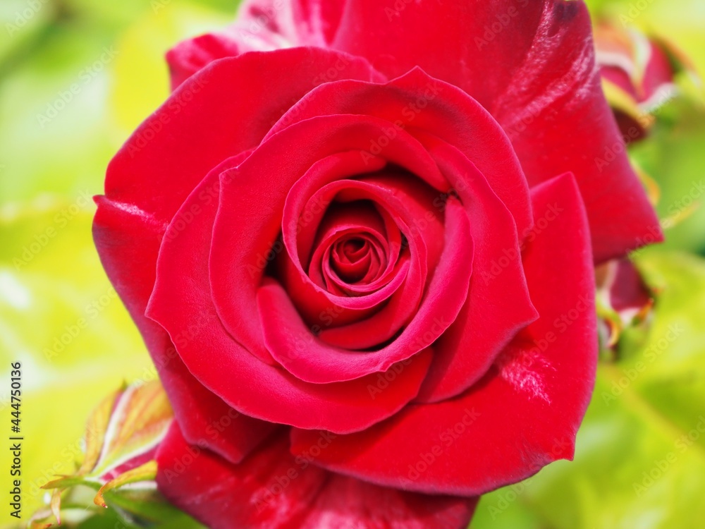 red rose