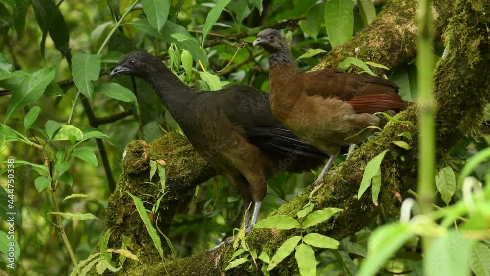 custom made wallpaper toronto digitalGrey-headed Chachalaca - Ortalis cinereiceps brown bird of the family Cracidae, related to the Australasian mound builders, breeds in lowlands from Honduras to Colombia, cleaning plumage, flying away