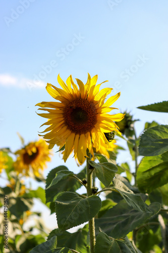 sunflower of blue sky