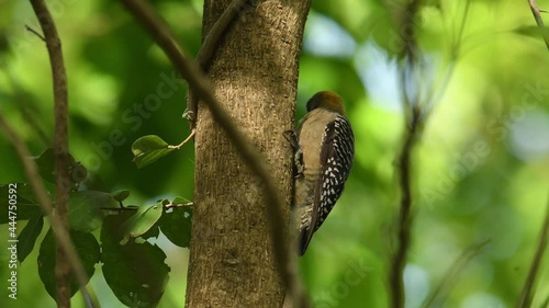Hoffmanns Woodpecker - Melanerpes hoffmannii resident breeding bird from southern Honduras south to Costa Rica, common species on the Pacific slopes, red and yellow forest bird pecking to the wood. photo