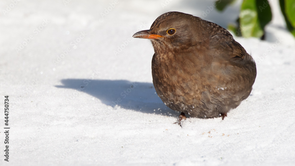 Female Common Blackbird turdus merula perched in snow in winter Female Common Blackbird turdus merula perched in snow in winter