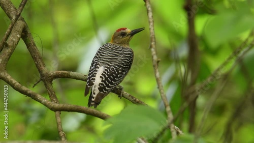 Hoffmanns Woodpecker - Melanerpes hoffmannii resident breeding bird from southern Honduras south to Costa Rica, common species on the Pacific slopes, red and yellow forest bird pecking to the wood. photo