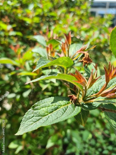 close up of a plant © Mila