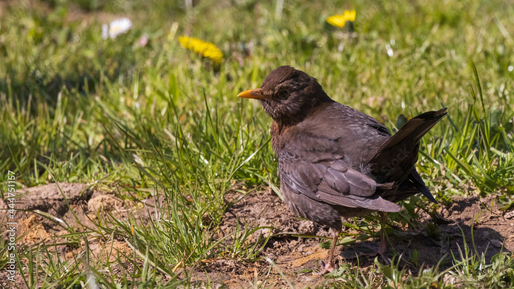 Female Common Blackbird turdus merula perched in green gras Female Common Blackbird turdus merula perched in green gras