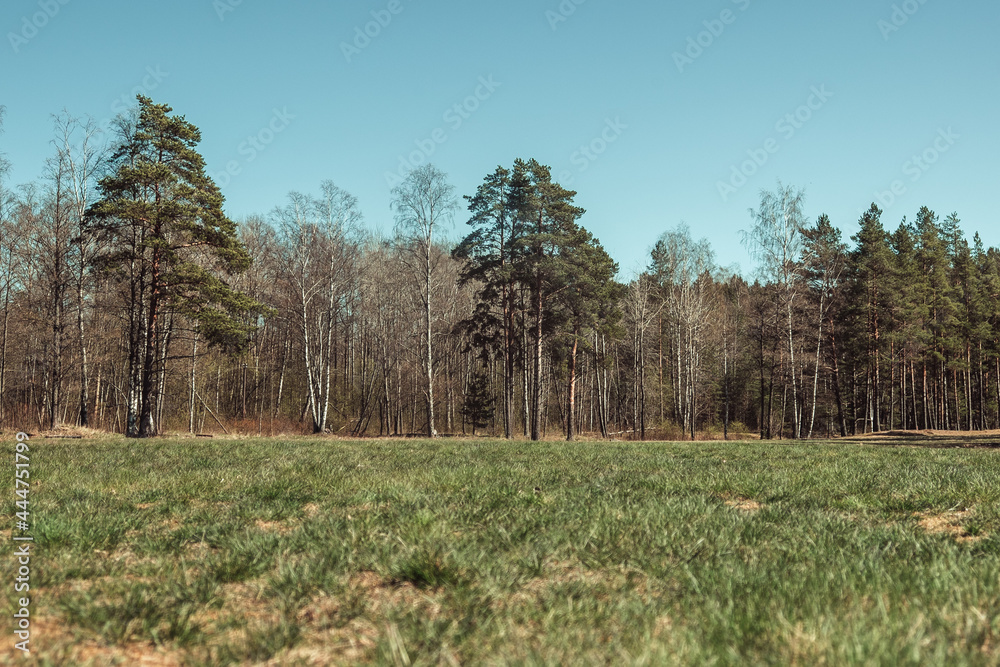 Migratory birds herd quality photo Migratory birds herd quality photo