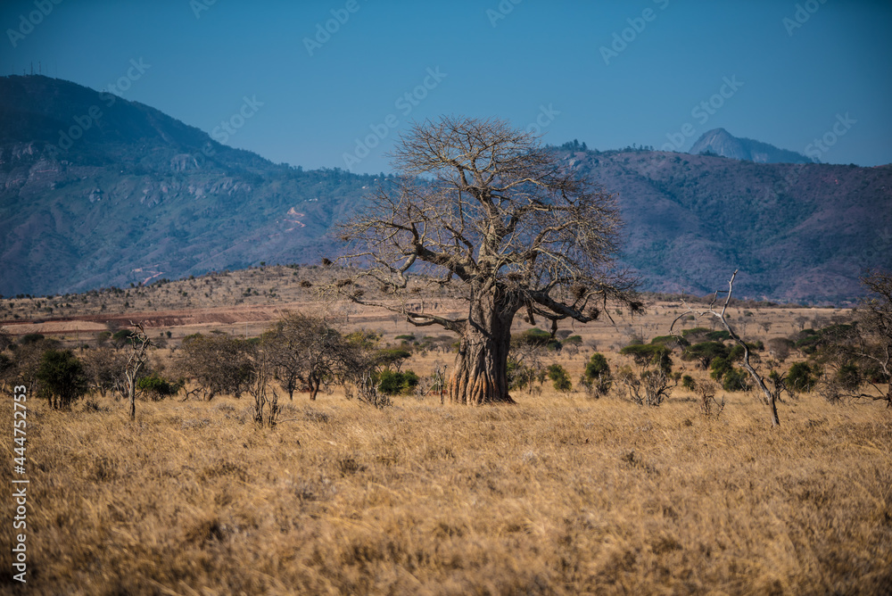 A big lonely baobab in the wild African savannah against the Taita Hills background
