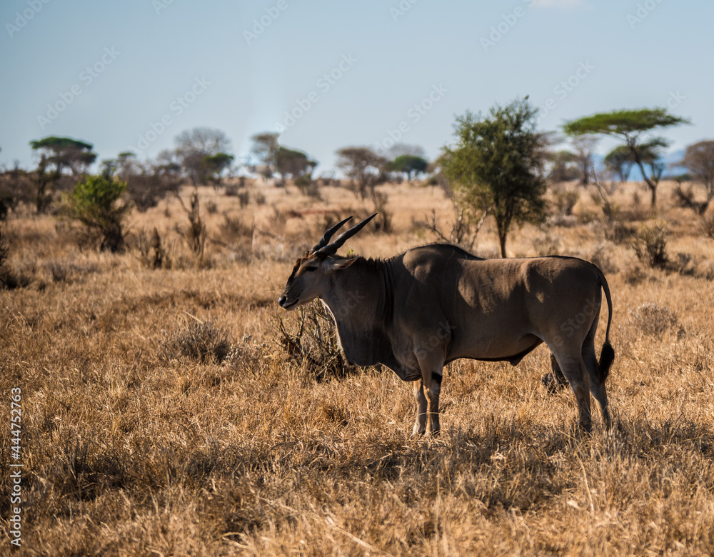 The eland antelope grazes in the wild African savannah The eland antelope grazes in the wild African savannah
