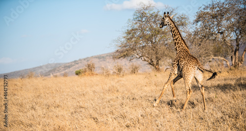A giraffe runs across the wild African savannah