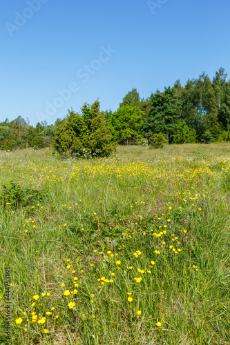 Flowering meadow with yellow buttercups flowers