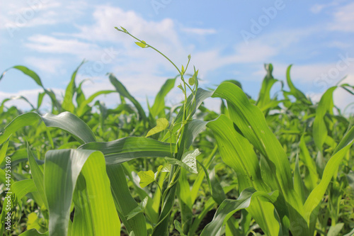 fresh green corn leaves