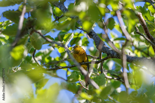 Yellowhammer bird that sitting at a tree