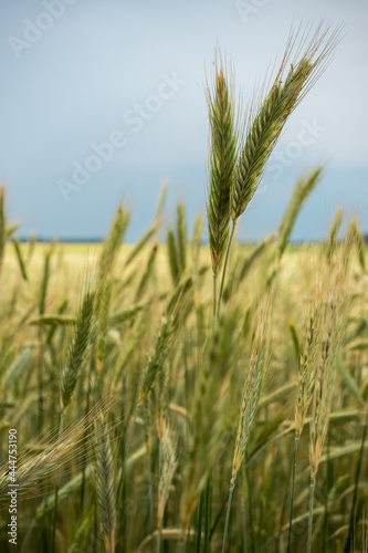 Ears of rye against the cloudy sky before the oncoming storm. Natural soft light  the sky clouded over.