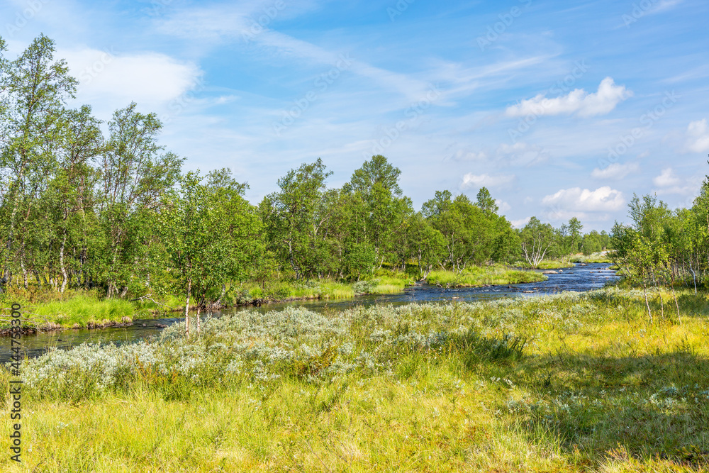 Fototapeta premium Meadow with willows in a birch forest with a river