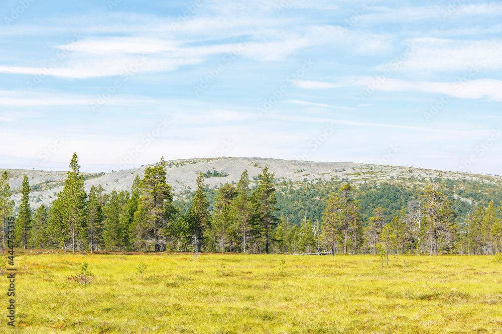 Obraz premium Pine forest below a mountain at a mire
