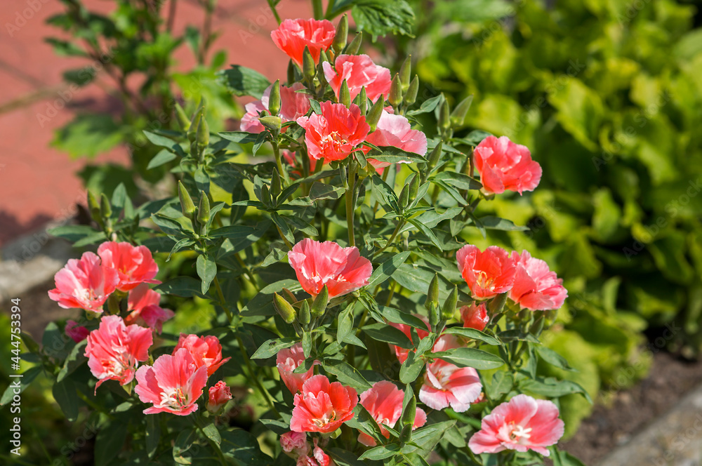 The Godecia flower or the California rose.
 This is an annual flower of the Cypress family from North America, where it is called the 