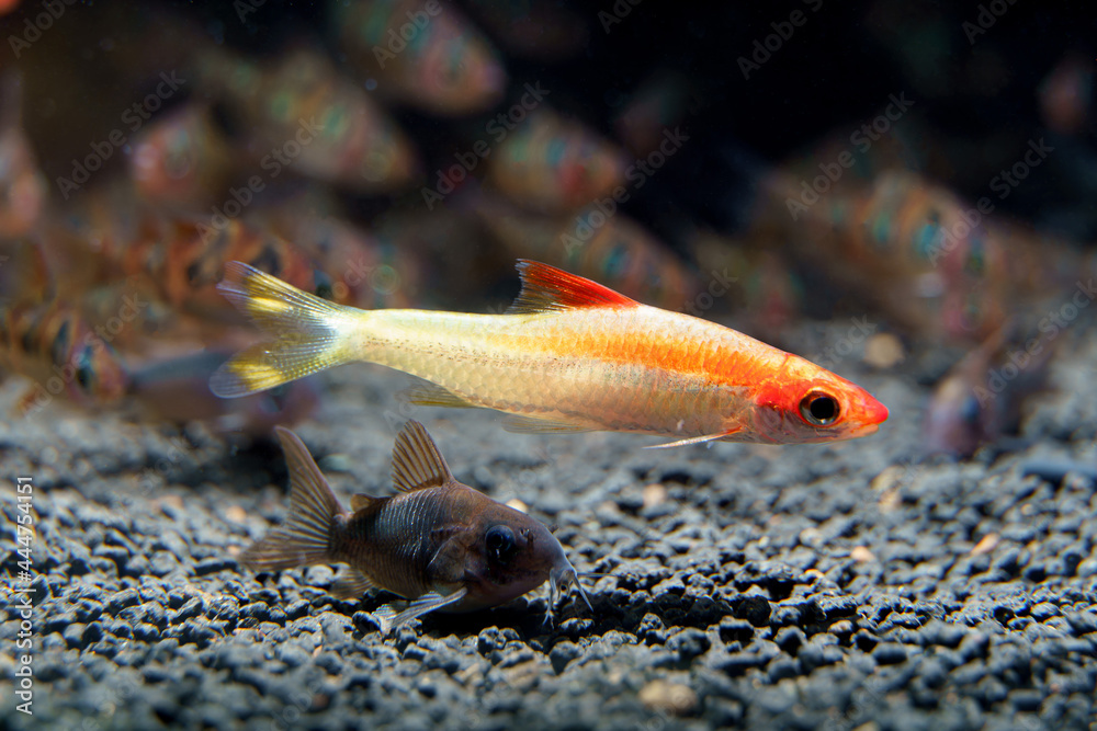 Obraz premium Xanthic Red Line Torpeedo Barb (Sahyadria denisonii var.) beautiful fish from captive breeding by human