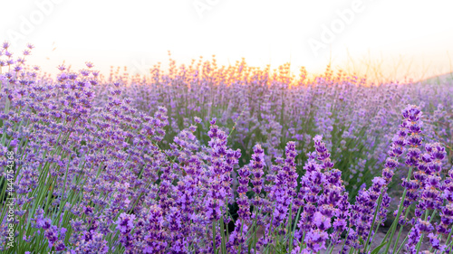 Lavender fields at sunset time
