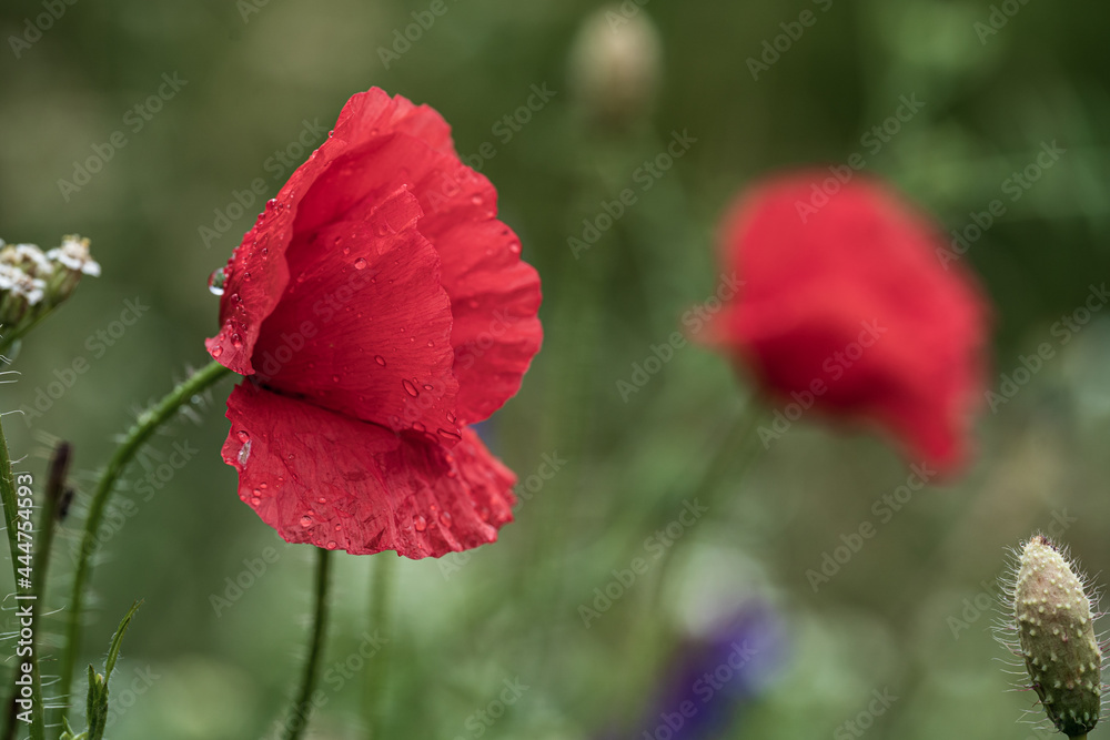 Obraz premium Mohnblume im Feld