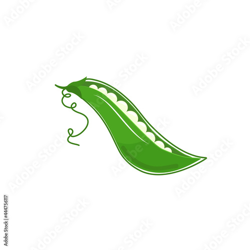 vector green peas (Pisum sativum var. saccharatum) isolated on white background