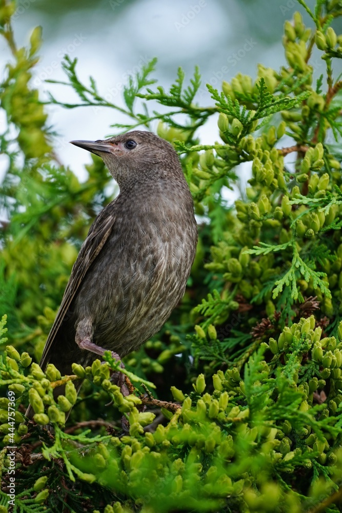 Obraz premium Juvenile Starling bird sitting on a beautiful pine tree brach, selective focus