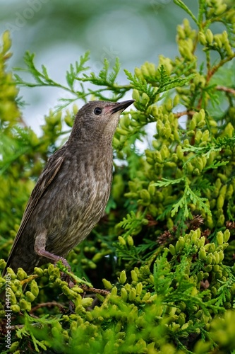 Wallpaper Mural Juvenile Starling bird sitting on a beautiful pine tree brach, selective focus Torontodigital.ca