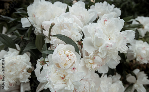 Fototapeta Naklejka Na Ścianę i Meble -  Close-up of a blooming white peony bush.