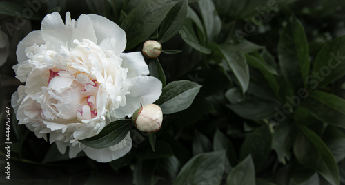 Close-up of a peony blooming on a bush.