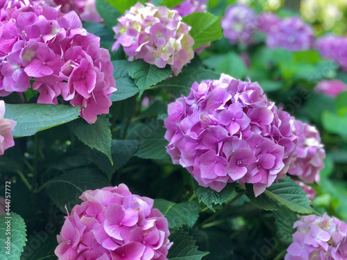 background with pink hydrangea flowers at garden